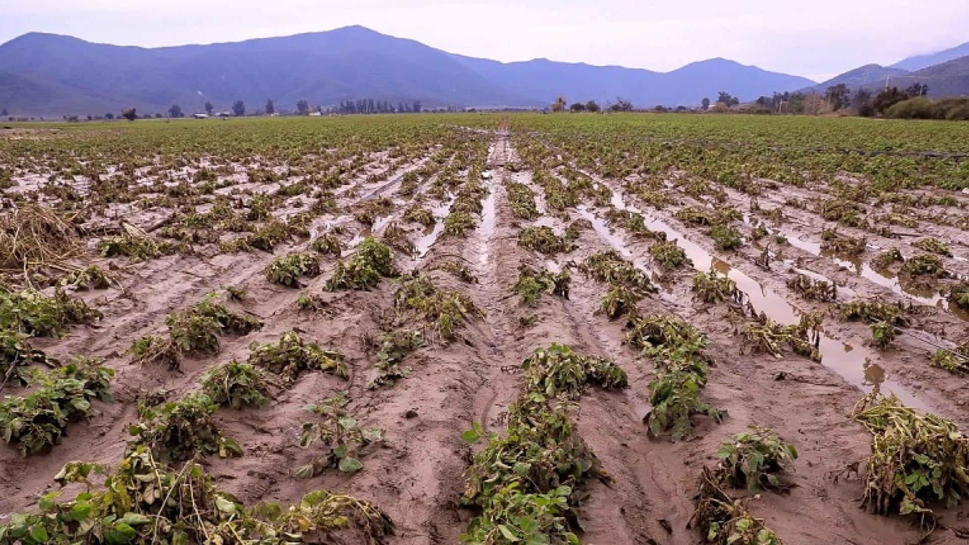 Foto de un plantación (agricultura) devastada después de una lluvia