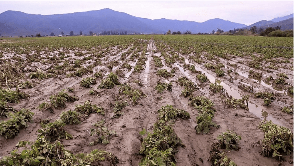 Plantación de alguna región del sur de Chile afectada por la lluvia